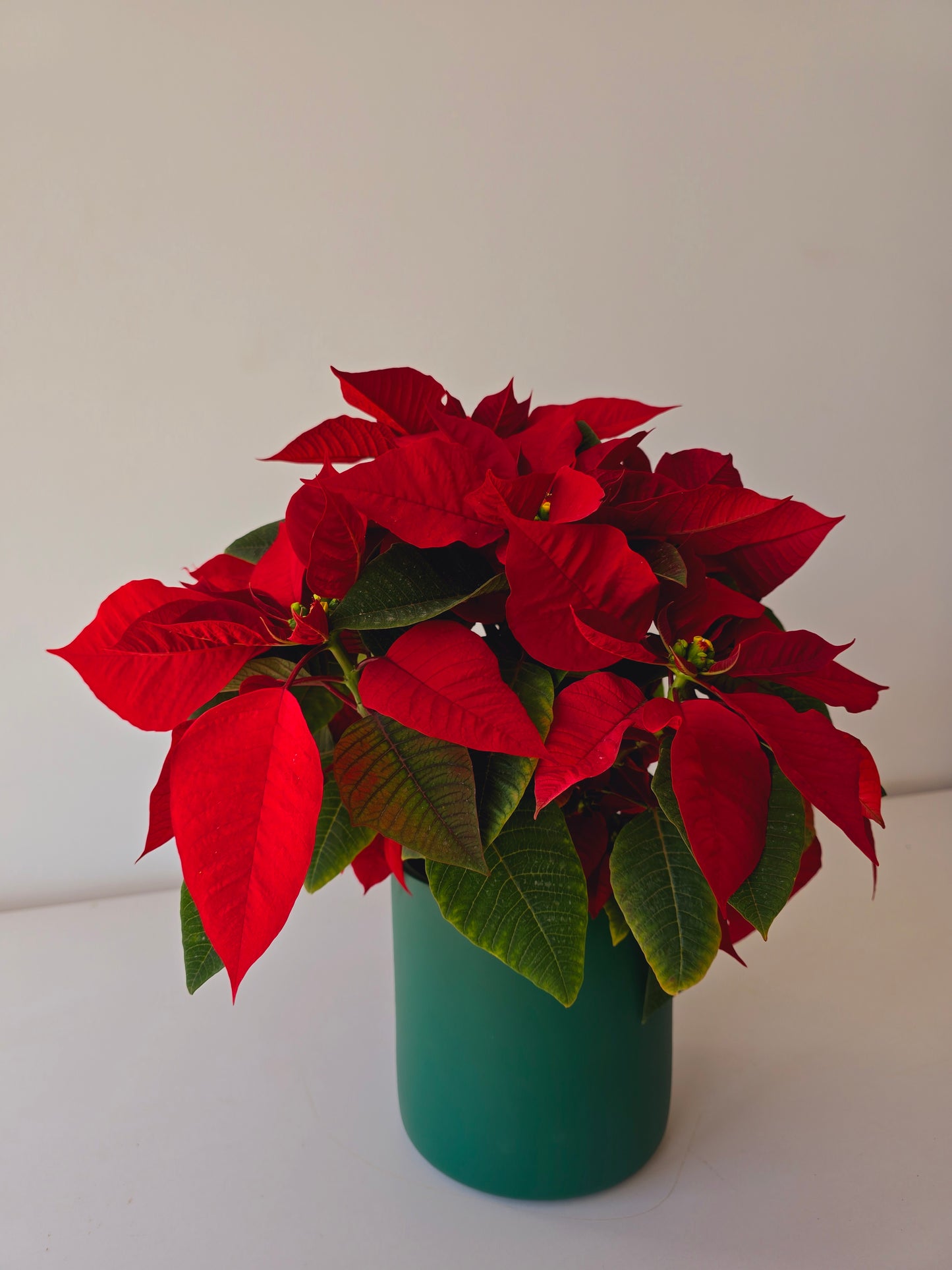 Christmas Poinsettia Bundles
