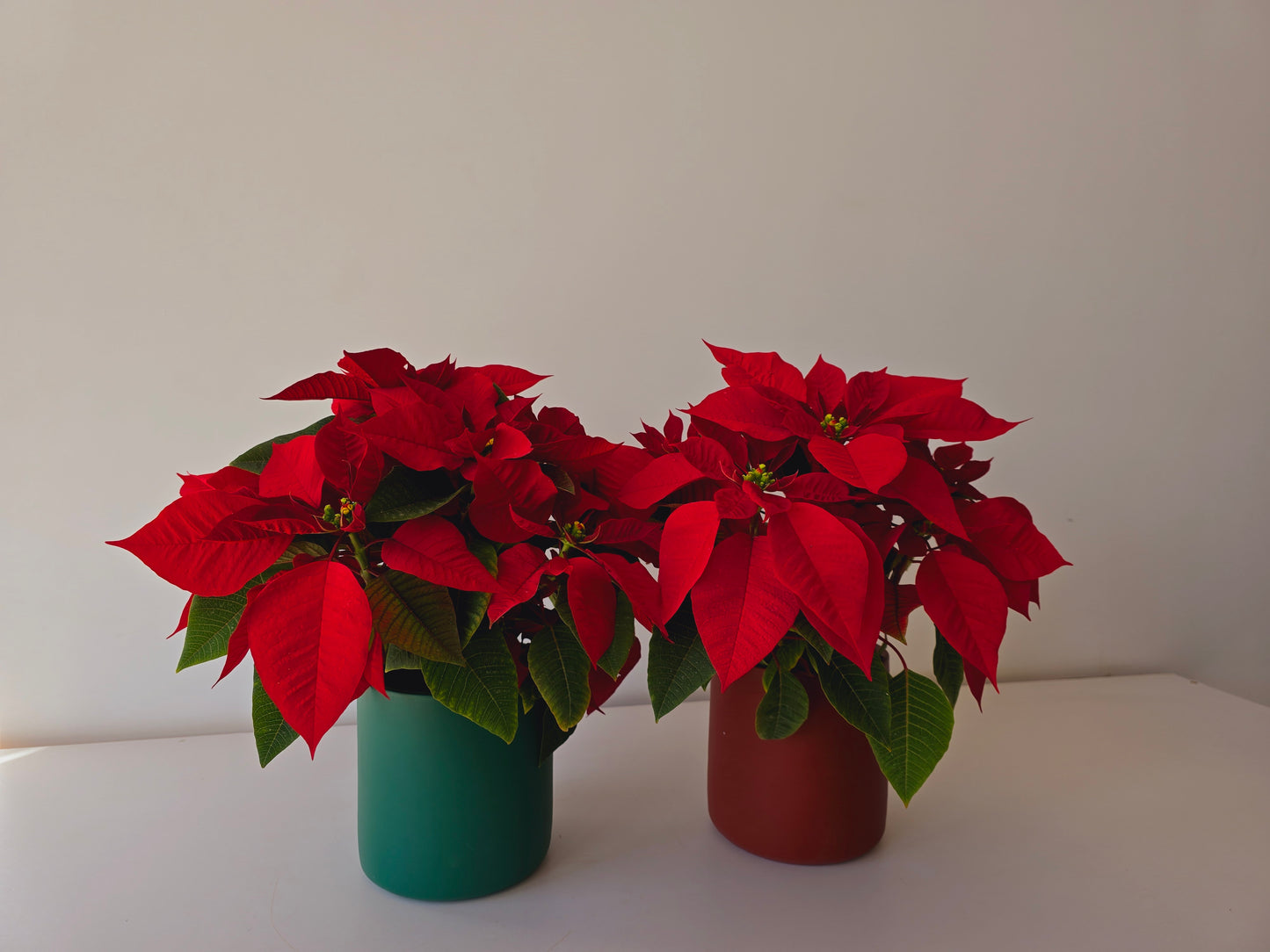 Christmas Poinsettia Bundles