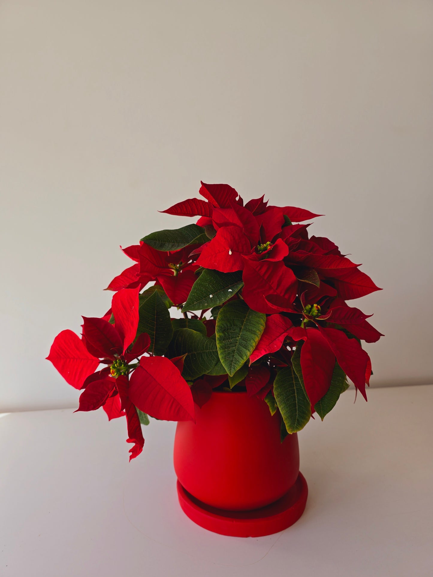 Christmas Poinsettia Bundles