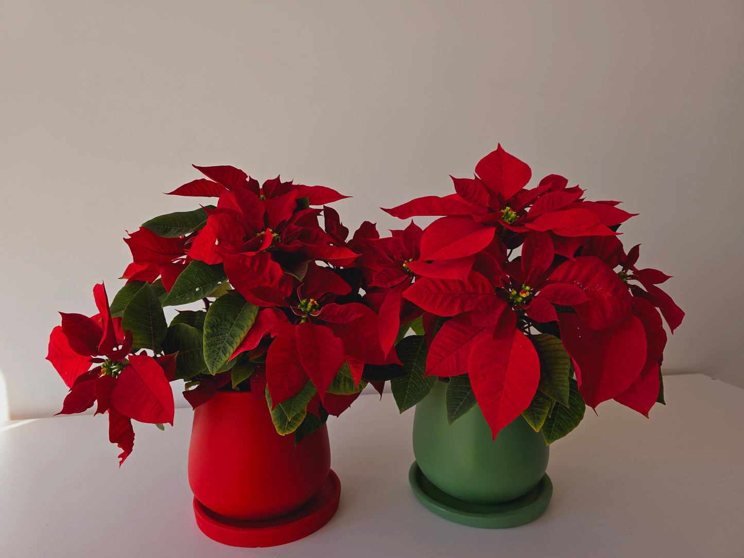 Christmas Poinsettia Bundles