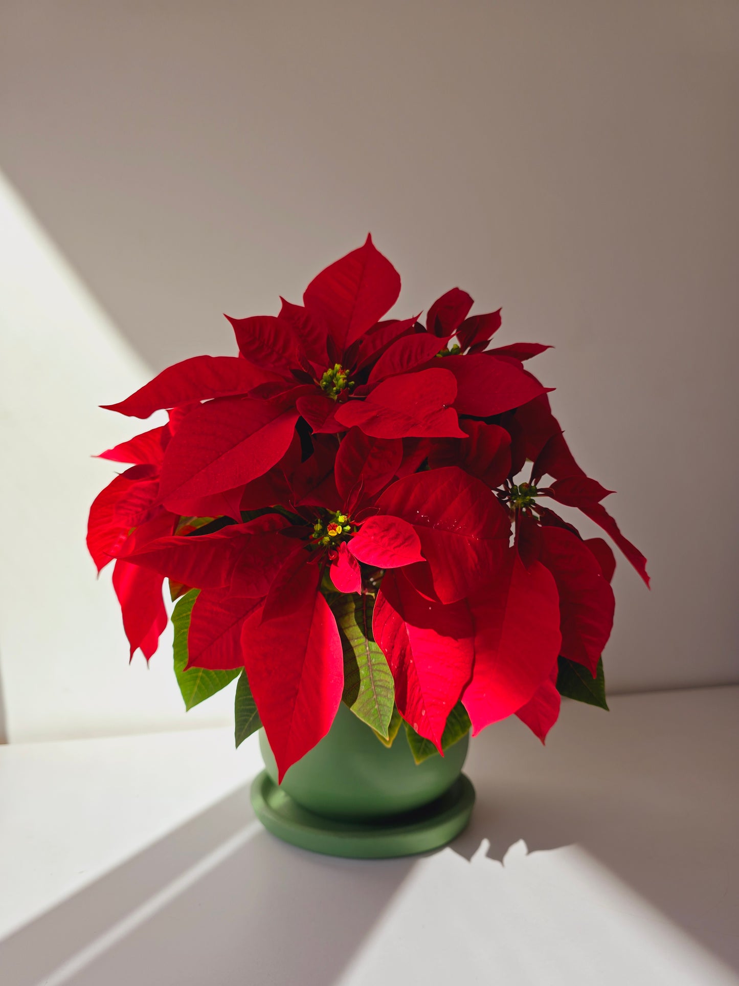 Christmas Poinsettia Bundles