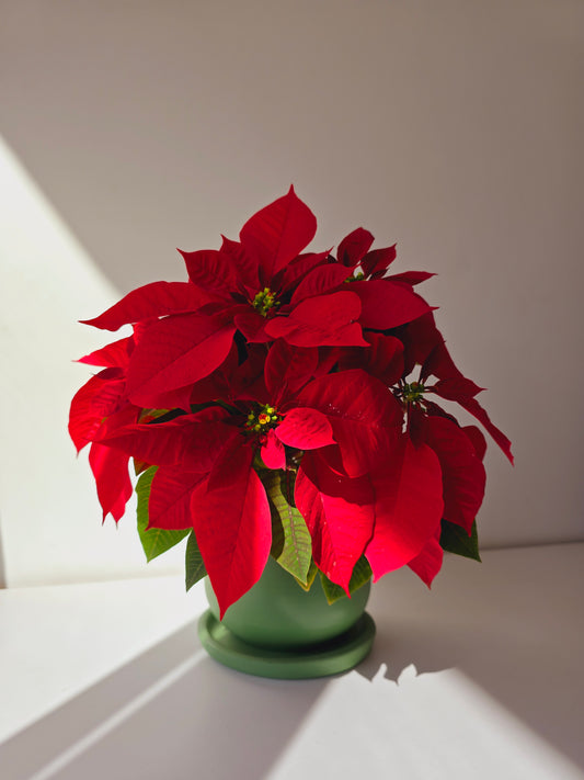 Christmas Poinsettia Bundles JUMBO SIZE
