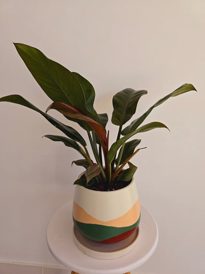 Philodendron Imperial Red