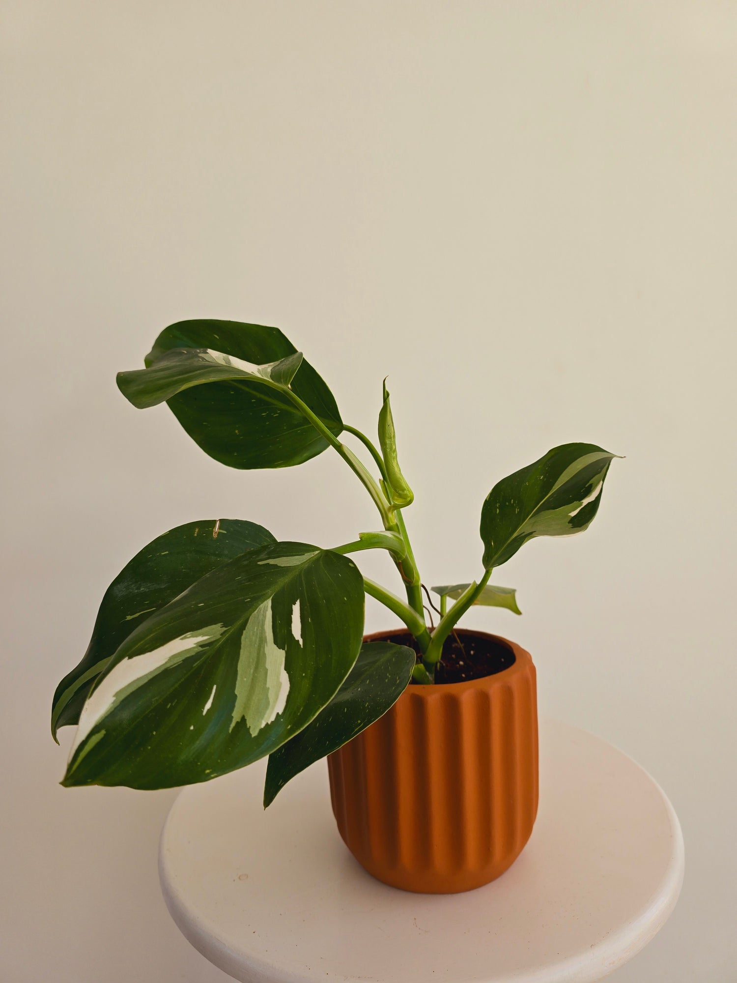 Philodendron White Princess