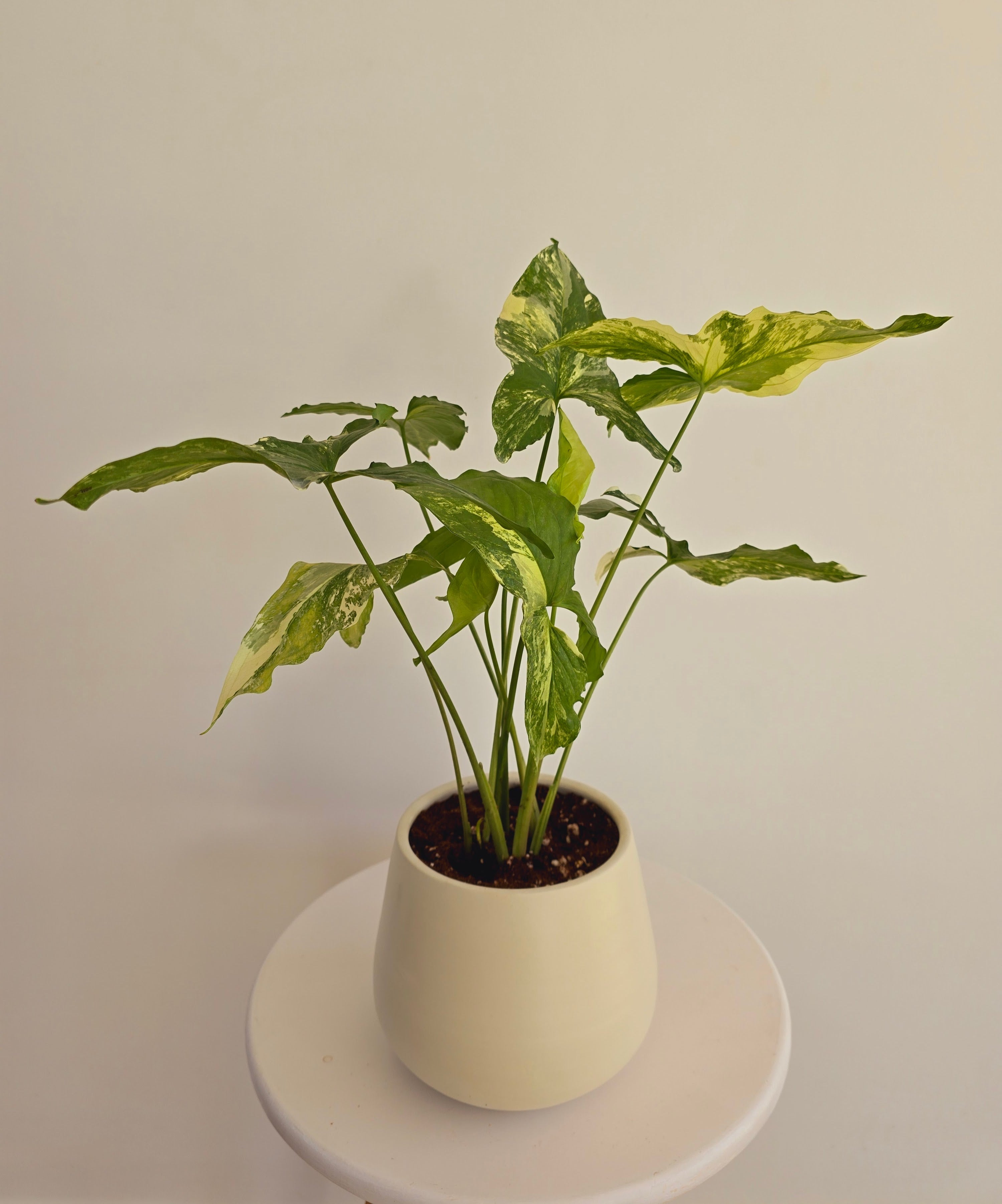 Syngonium Yellow