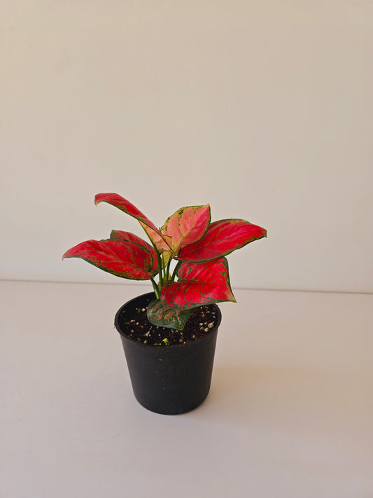 Aglaonema Super Red