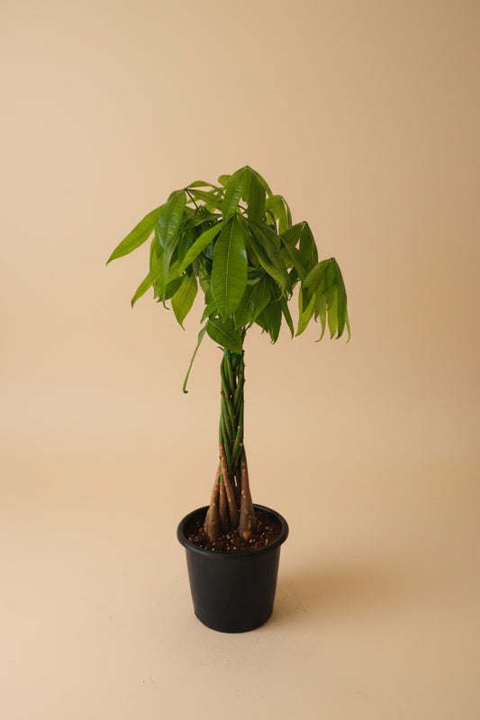 Money Tree - Medium - Plantcultcairo