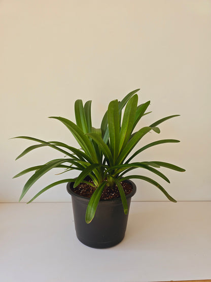 African lily