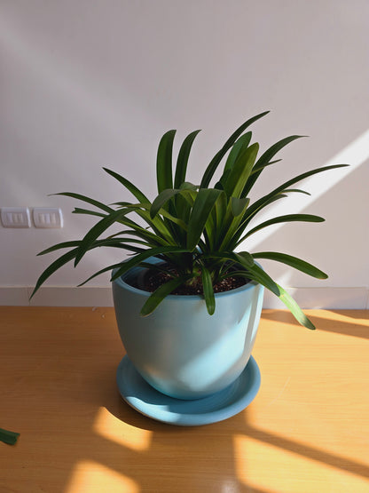 African lily