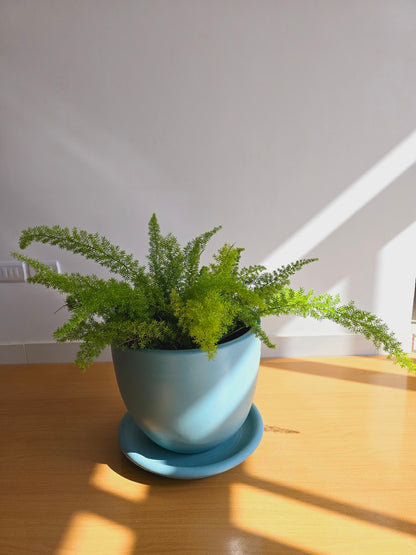 Foxtail Fern