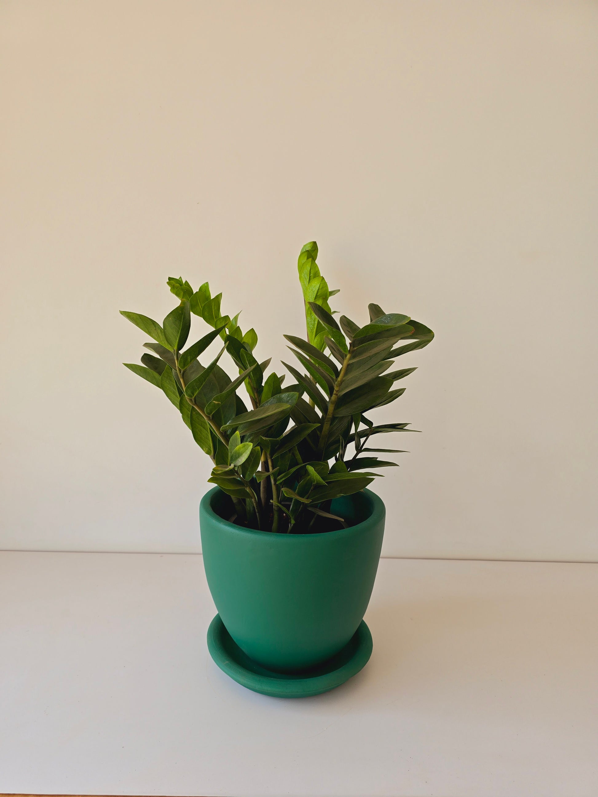 zz plant terracotta pot ZZ Plant | Zamioculcas Zamiifolia Indoor Plant