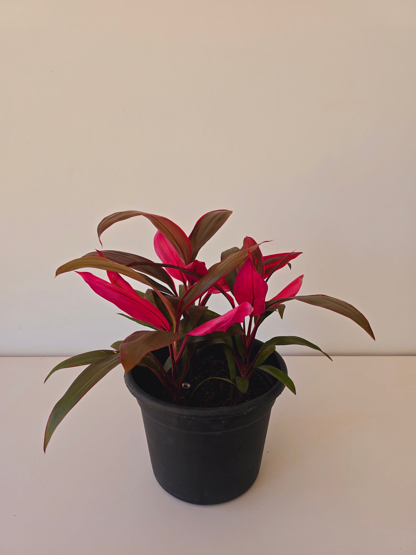 Cordyline