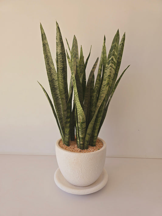 Sansevieria Zeylanica