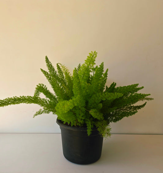 Foxtail Fern
