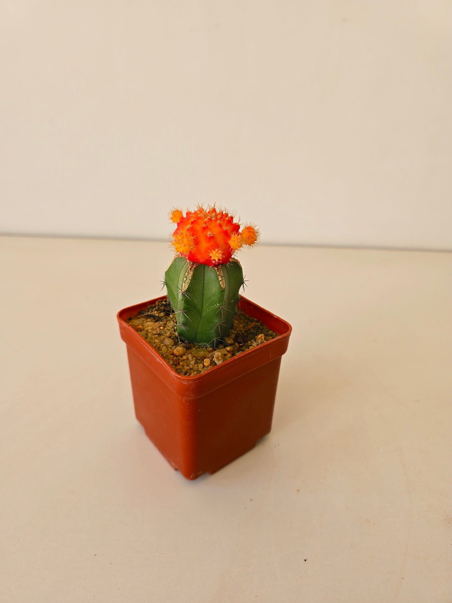 Moon Cactus