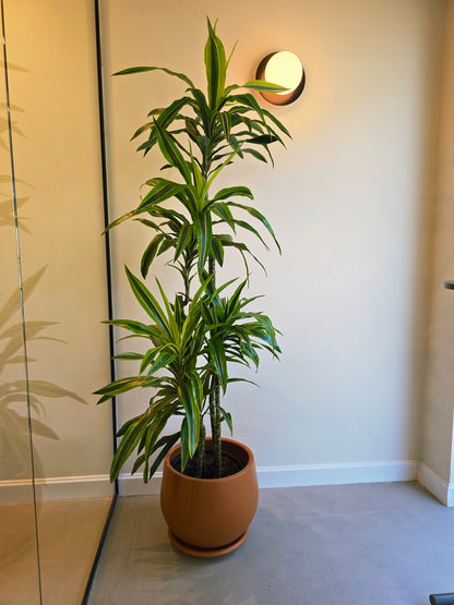 Dracaena Lemon Lime