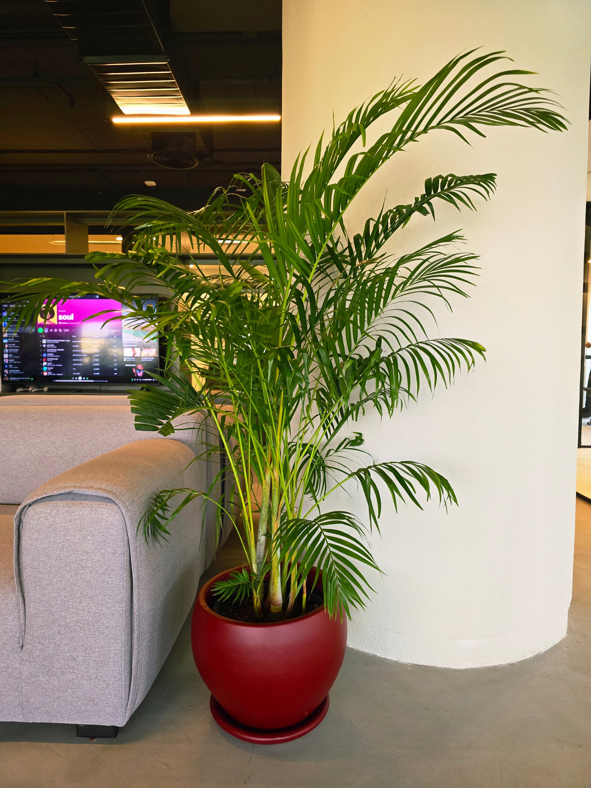 areca palm indoor size Areca Palm – Plantcultcairo