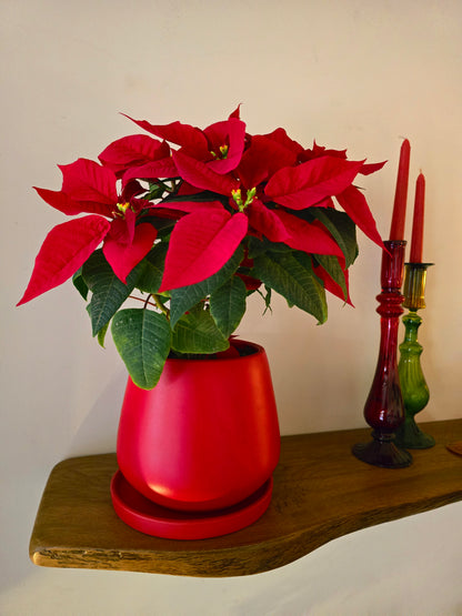 Christmas Poinsettia