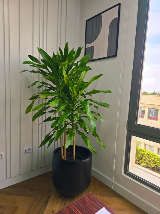 50cm Fiber Glass Pot