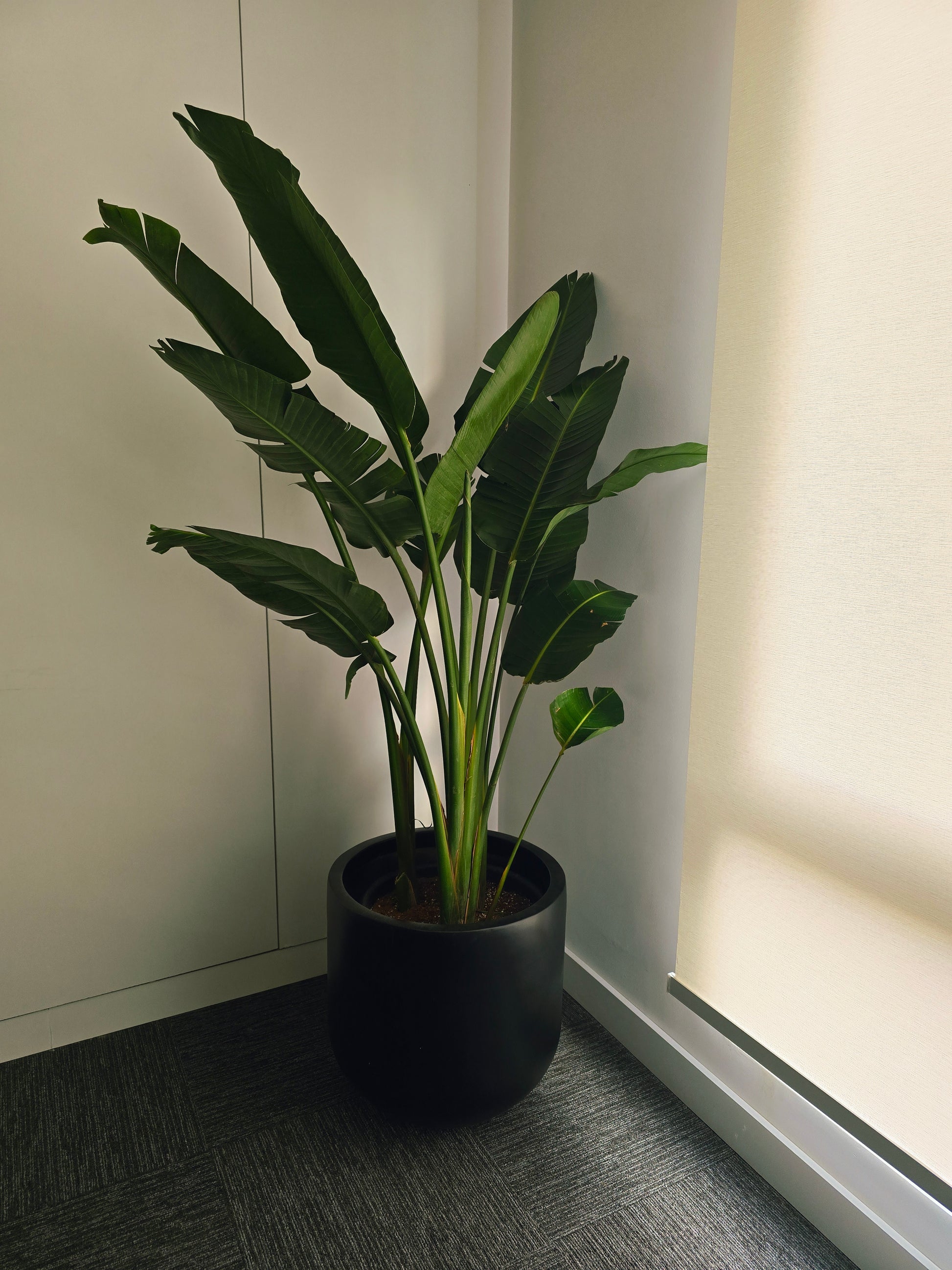 large indoor plant pots 40cm 40cm Fiberglass Planter Pot | Indoor & Outdoor Planters