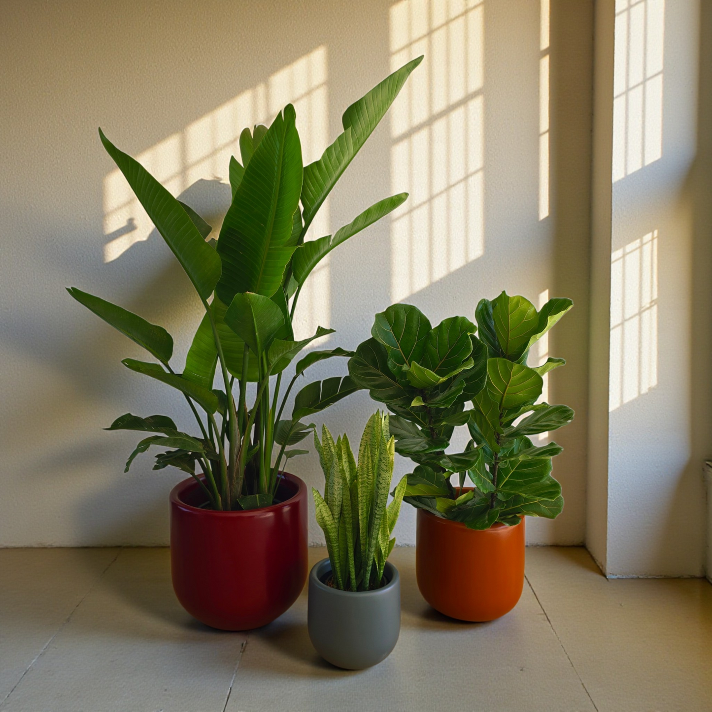 Large Medium/High Light Plant Trio Set - Black Plastic Pots