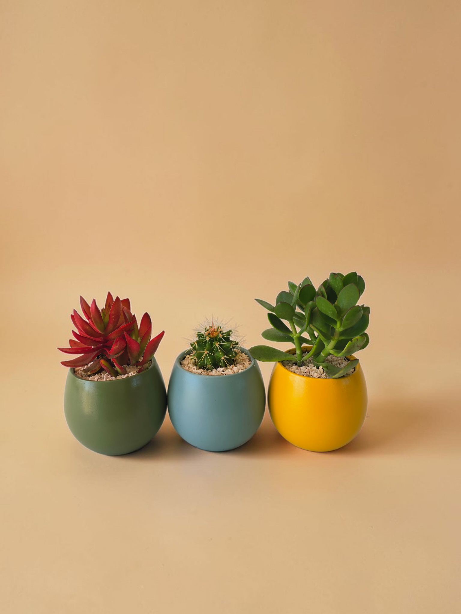 Minis Sets (Potted Best Sellers) - Plantcultcairo