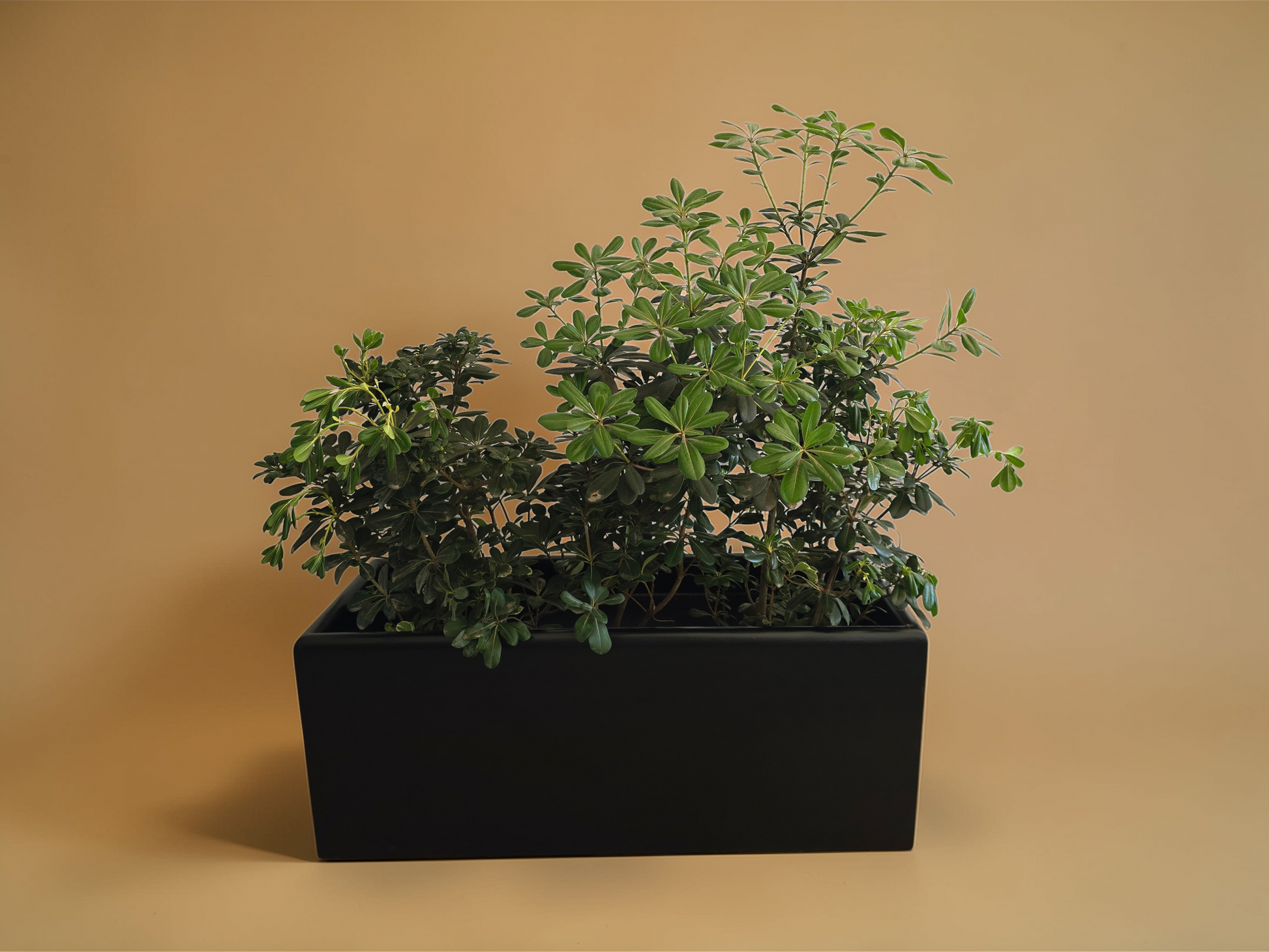 Rectangular Fiber Pots - Plantcultcairo
