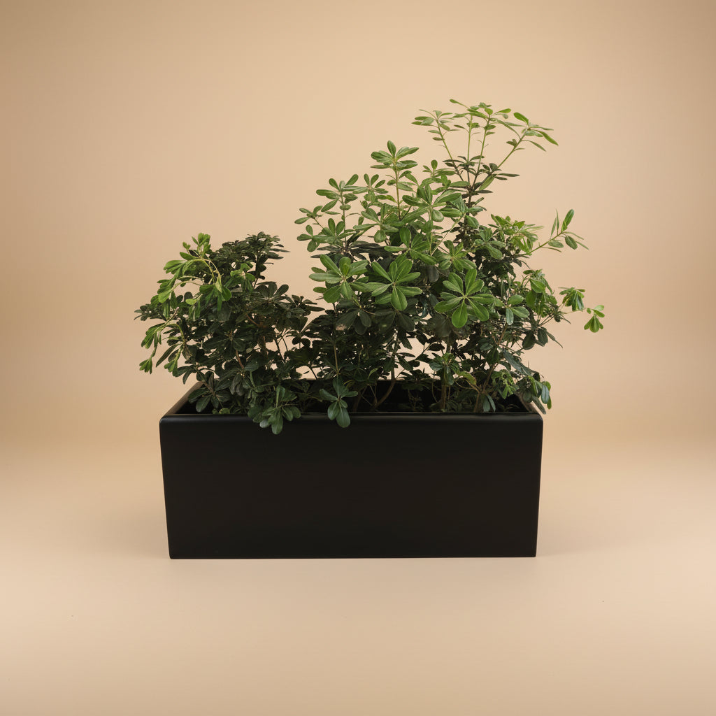 Potted Rectangular Pots - Plantcultcairo