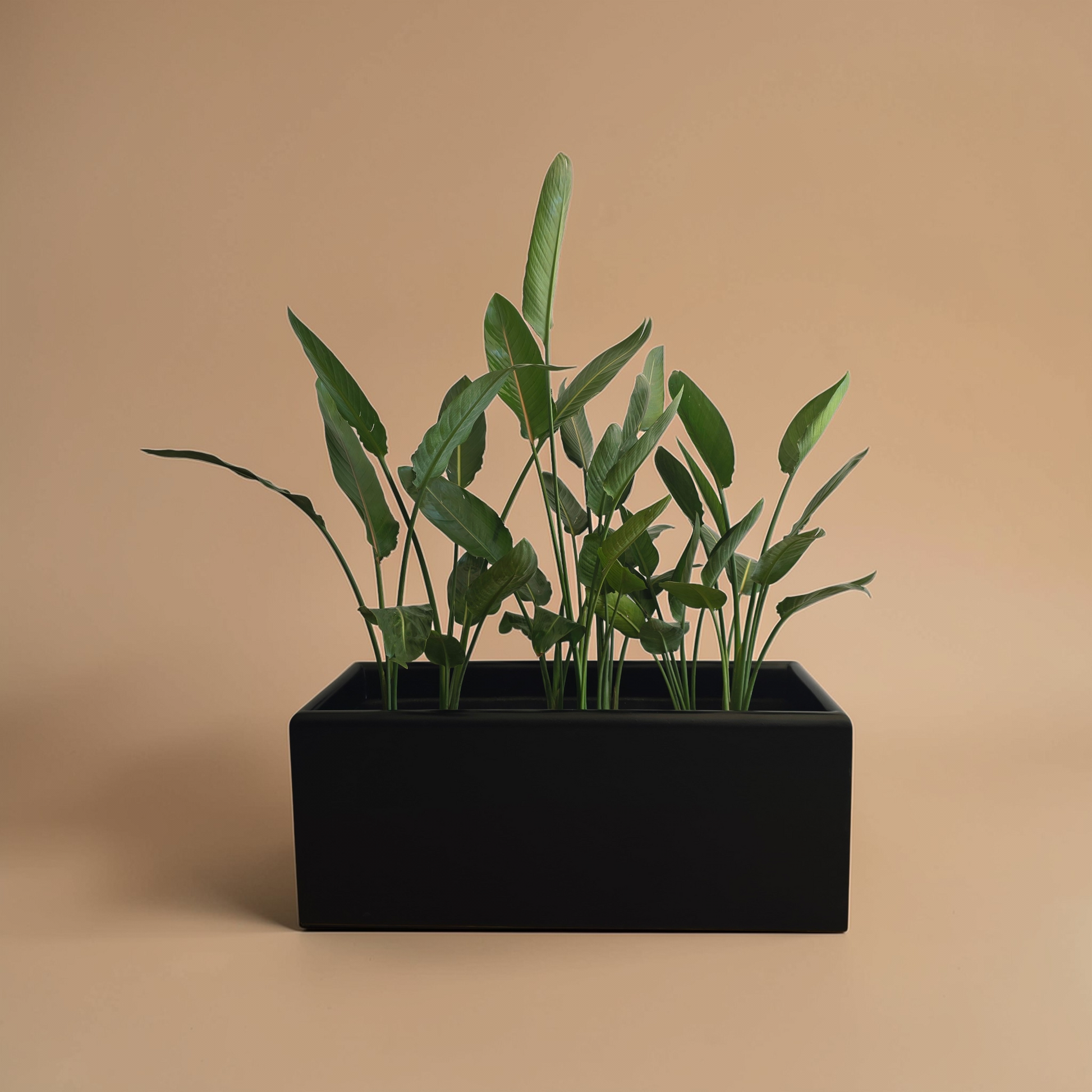 Potted Rectangular Pots - Plantcultcairo