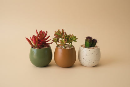 Minis Sets (Potted Best Sellers) - Plantcultcairo