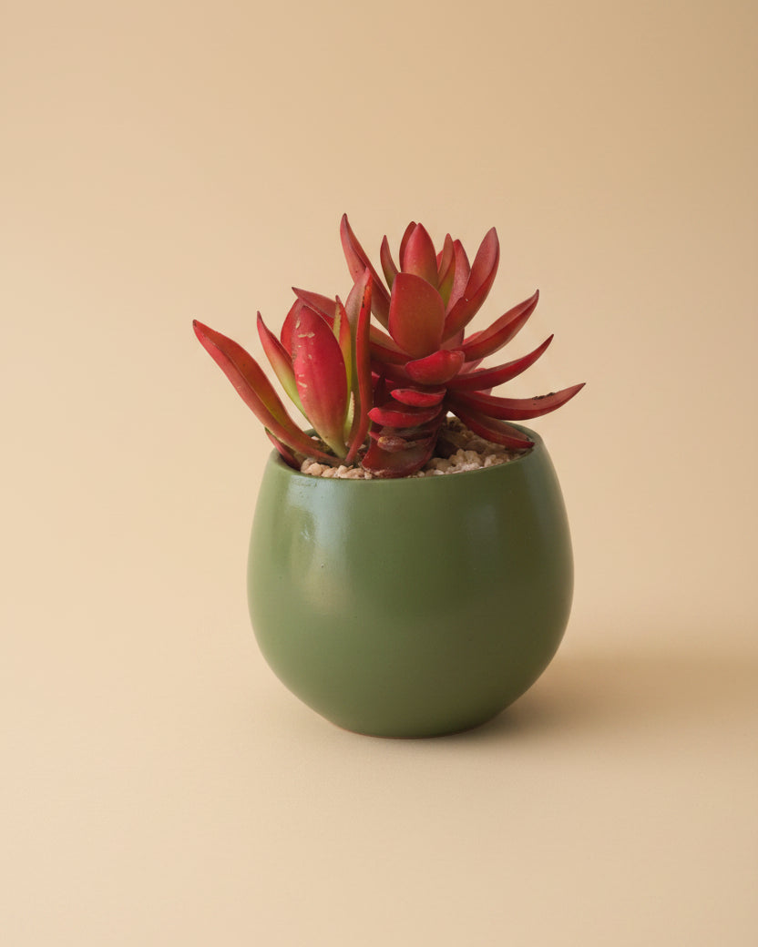 Campfire Succulent - Plantcultcairo
