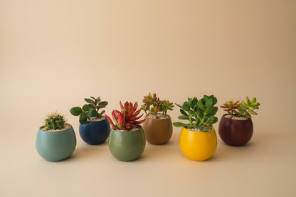 Minis Sets (Potted Best Sellers) - Plantcultcairo