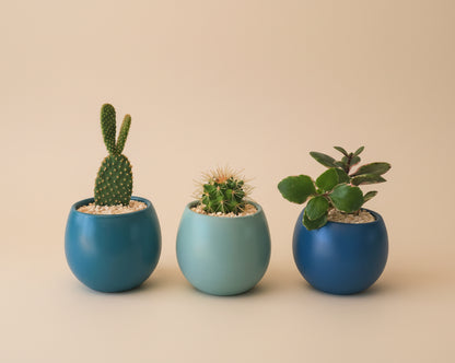 Minis Sets (Potted Best Sellers) - Plantcultcairo