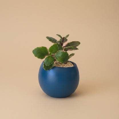 Crassula Ovata, Variegated - Plantcultcairo