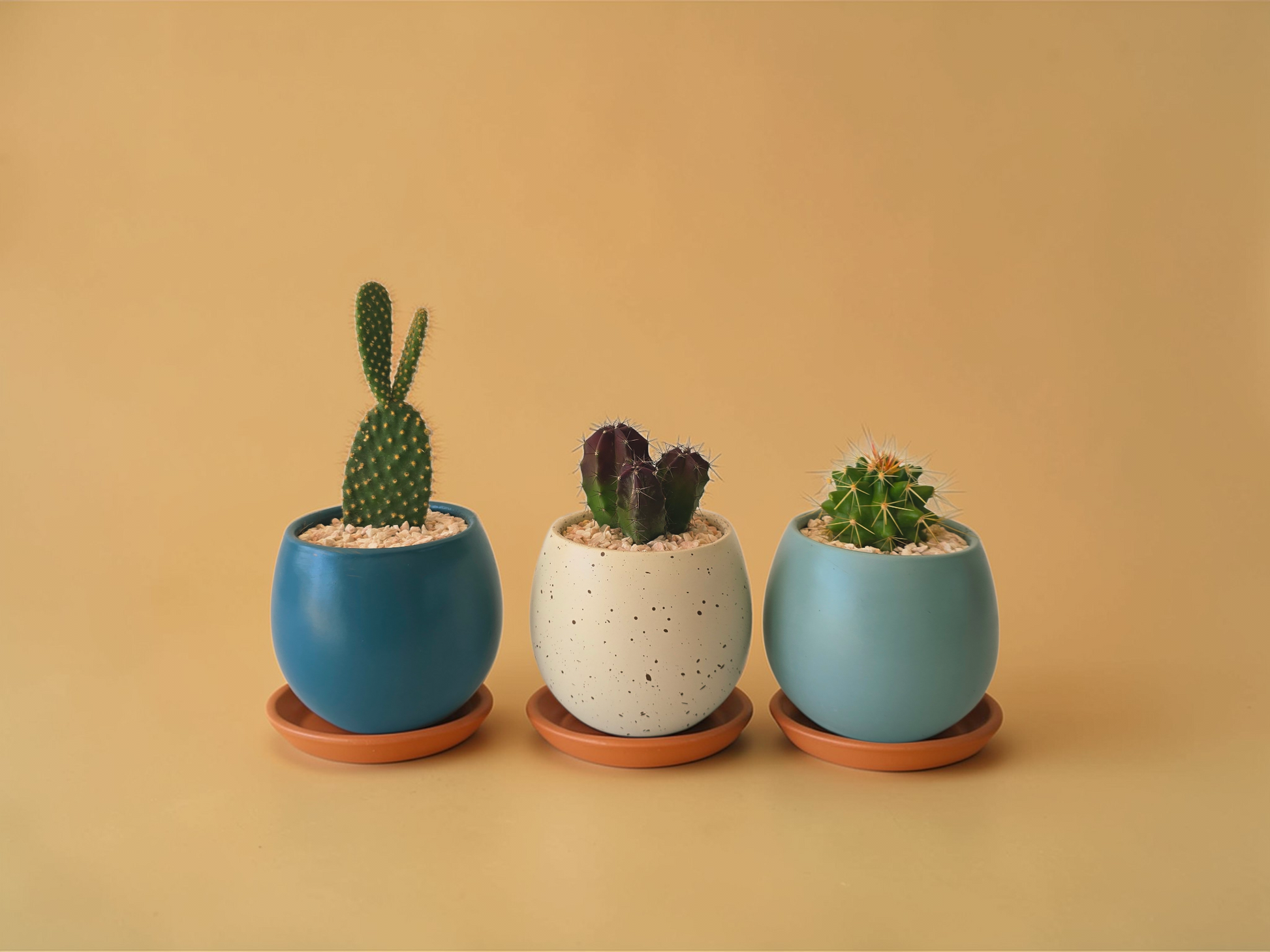 Minis Sets (Potted Best Sellers) - Plantcultcairo