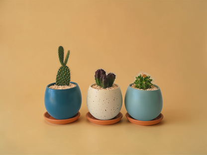 Minis Sets (Potted Best Sellers) - Plantcultcairo
