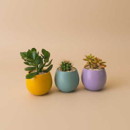 Minis Sets (Potted Best Sellers) - Plantcultcairo