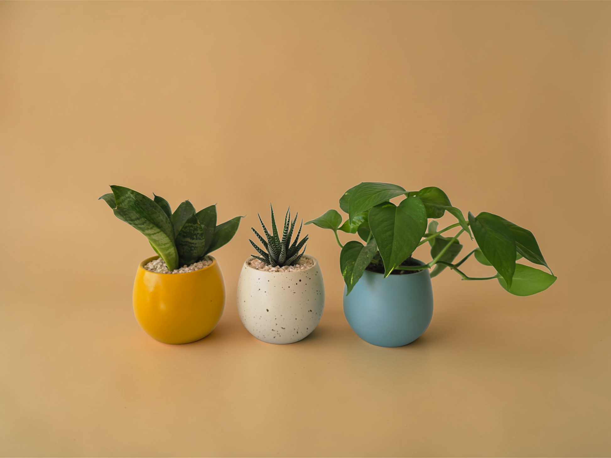 Minis Sets (Potted Best Sellers) - Plantcultcairo