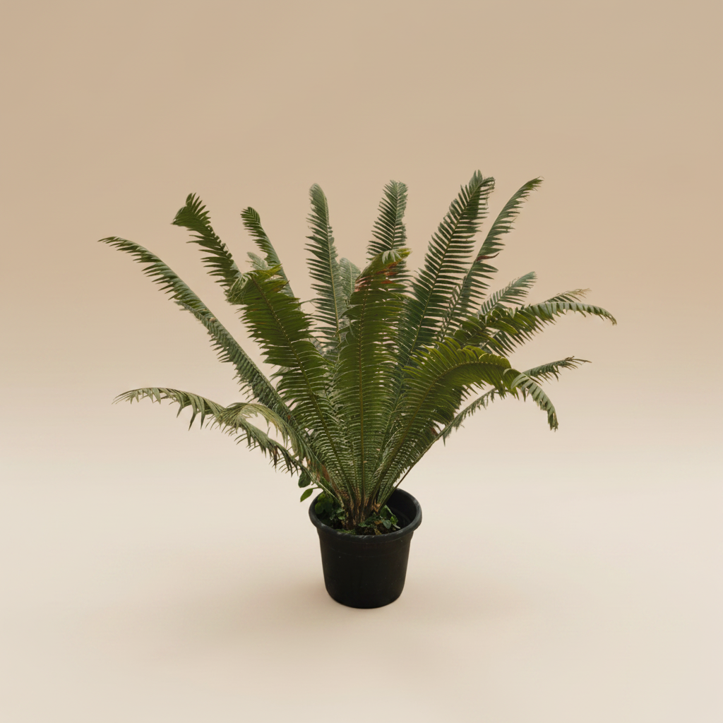 Giant Dioon - Plantcultcairo