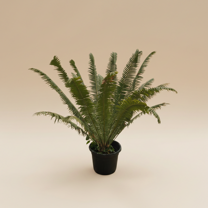Giant Dioon - Plantcultcairo