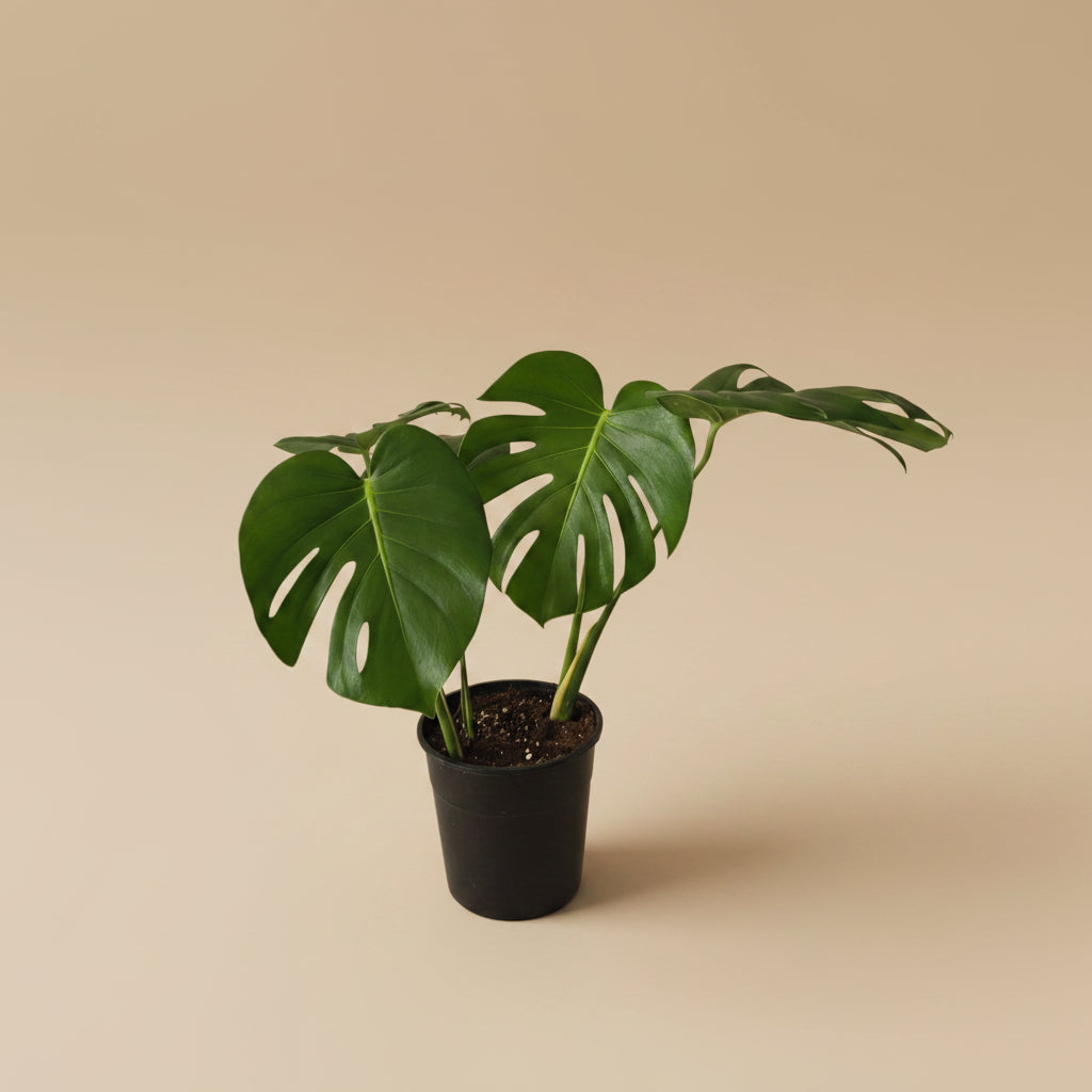 Monstera Deliciosa - Plantcultcairo