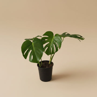 Monstera Deliciosa - Plantcultcairo