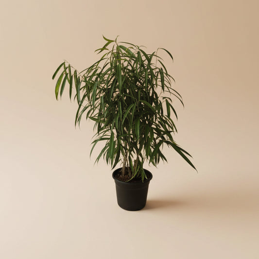 Ficus Amstel Queen Green - Plantcultcairo
