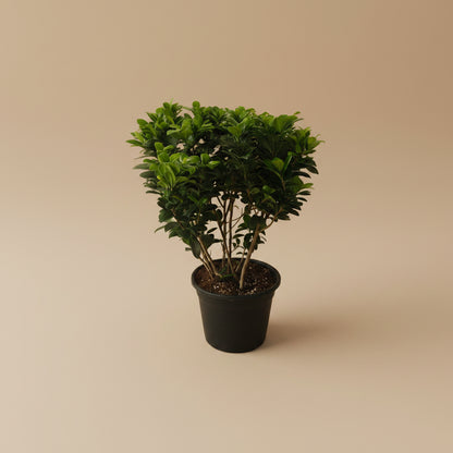 Ficus Microcarpa - Plantcultcairo