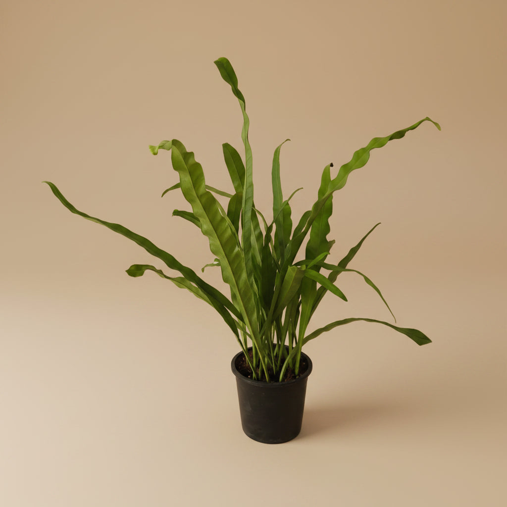 Bird Nest Fern - Plantcultcairo