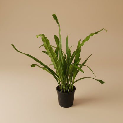 Bird Nest Fern - Plantcultcairo