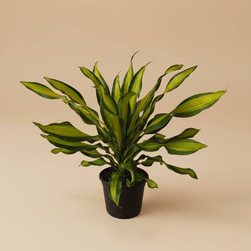 Dracaena Golden Heart - Plantcultcairo