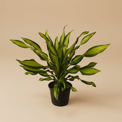Dracaena Golden Heart - Plantcultcairo