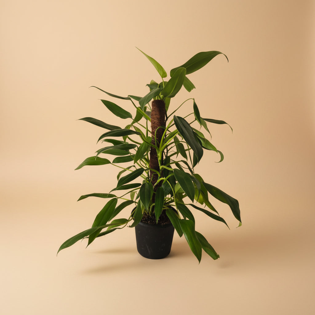 Philodendron Emerald Queen - Plantcultcairo