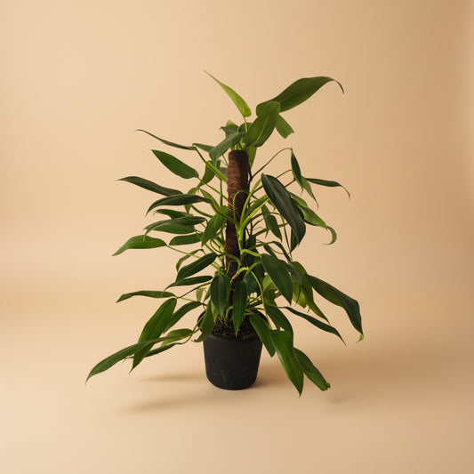 Philodendron Emerald Queen - Plantcultcairo